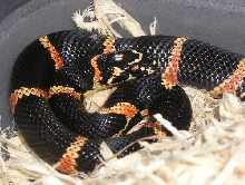 Female southern Georgia kingsnake