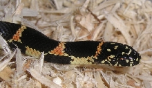 male southern Georgia kingsnake