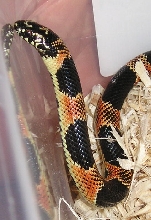 Male southern Georgia kingsnake