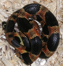 Male southern Georgia kimgsnake