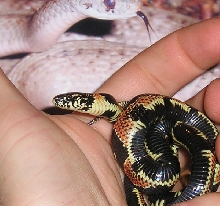 Male southern Georgia kingsnake
