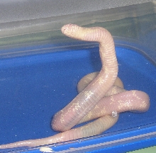 no ventral pattern