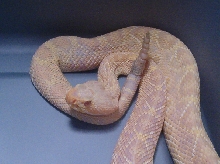 Wild Albino Eastern Diamondback pic 3