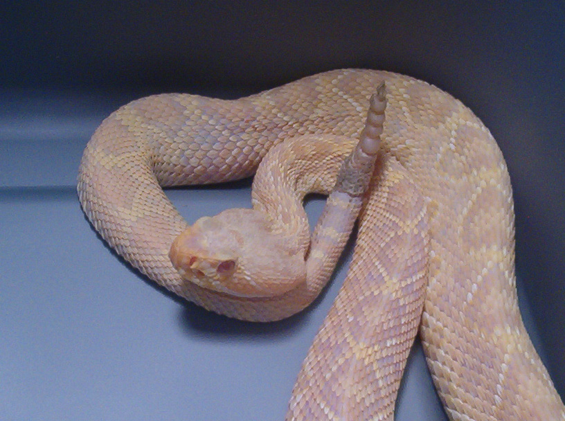 Wild Albino Eastern Diamondback pic 3