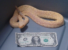 Wild Albino Eastern Diamondback
