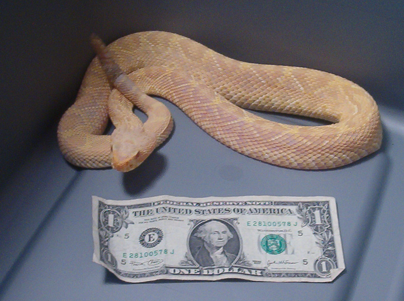 Wild Albino Eastern Diamondback