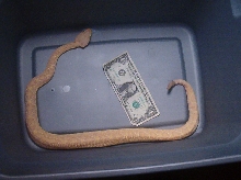 Wild Albino Eastern Diamondback pic 2