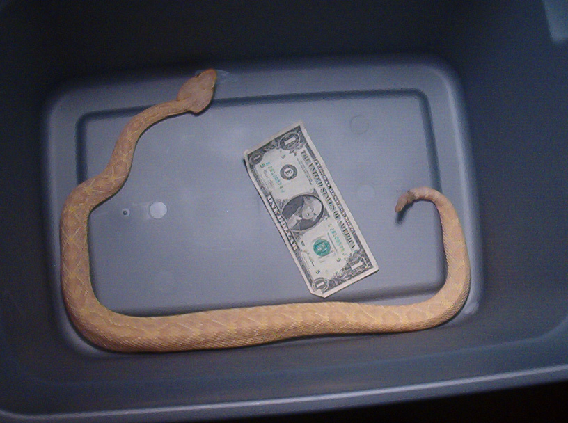 Wild Albino Eastern Diamondback pic 2
