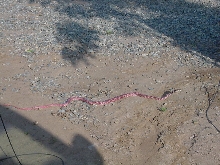 unknown snake