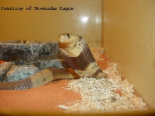 Banded Cobra