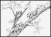 African Pygmy Dormice