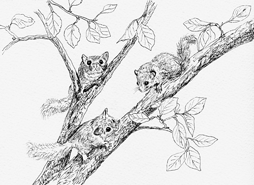 African Pygmy Dormice