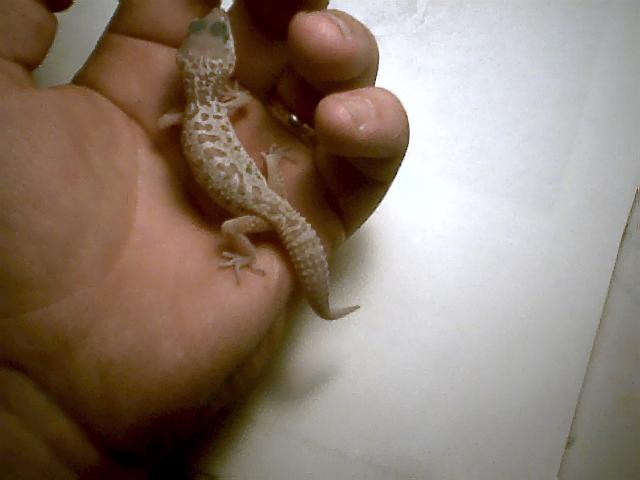 patternless