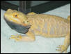 Sandfire yellow