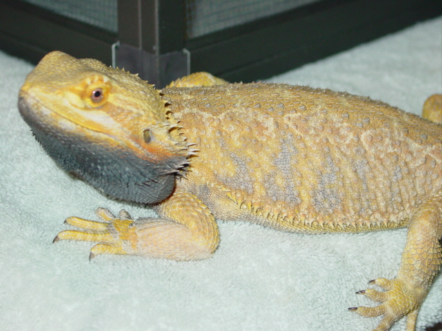 Sandfire yellow