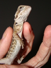 leatherback trans? 1