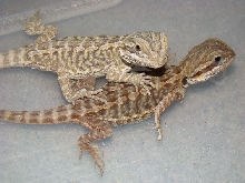 leatherback trans 3