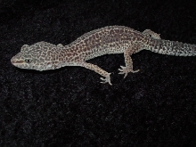 hyper melanistic