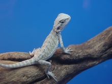 Leucistic baby 4 weeks old