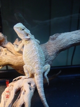 Leucistic Male