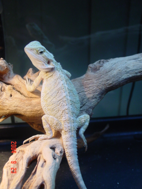 Leucistic Male