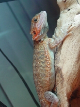 translucent beardie