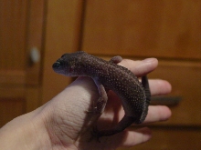 Midnight blizzard male