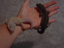 Midnight with reg. blizzard