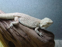 Large Leucistic Male