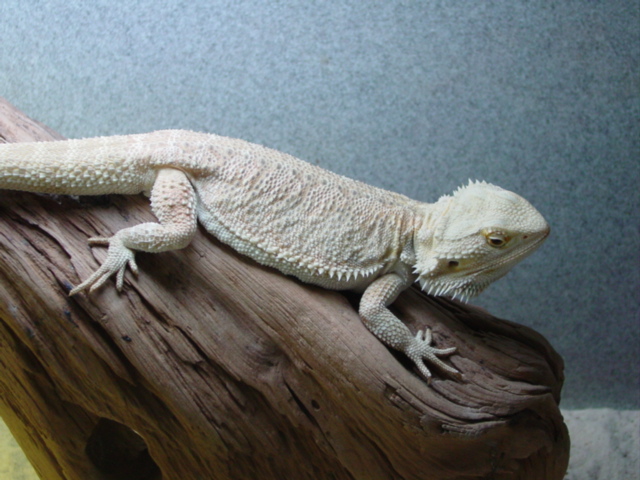 Large Leucistic Male