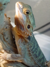 Translucent female
