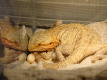 Translucent female w/her eggs