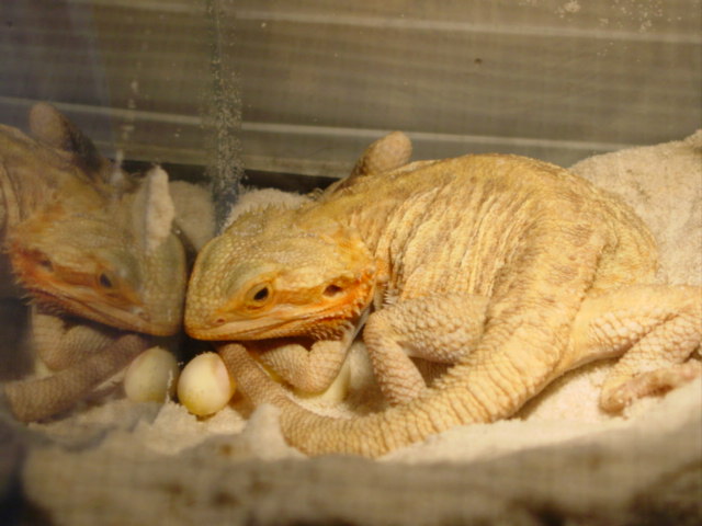 Translucent female w/her eggs