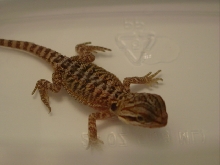 Double het trans/Leucistic baby