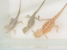 3 different morphs of beardies