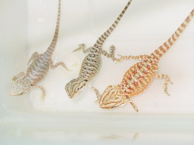 3 different morphs of beardies