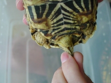 Turtle Butt #1