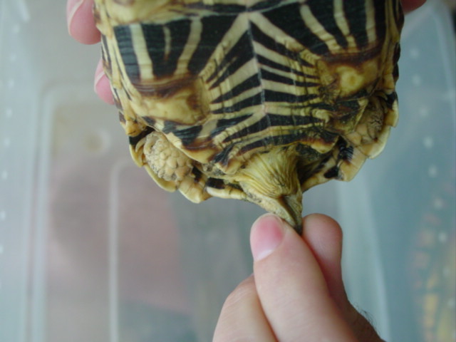 Turtle Butt #1