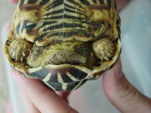 Turtle Butt #2