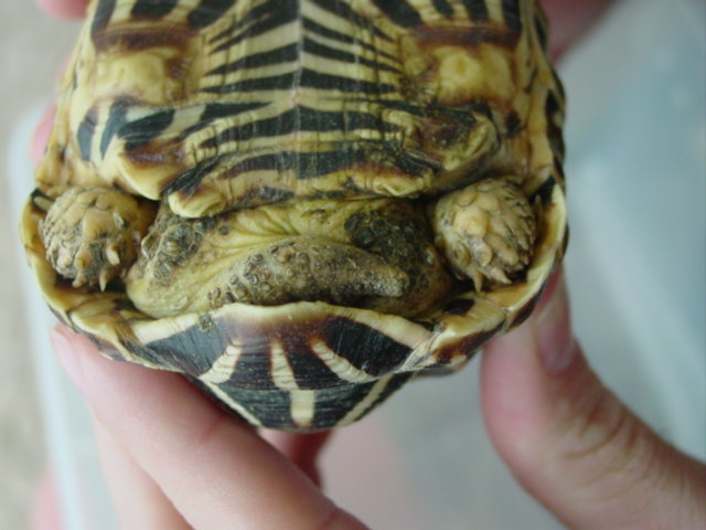 Turtle Butt #2