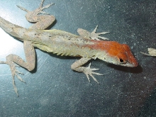 Red head anole