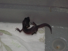 baby midnight leopard geco 2