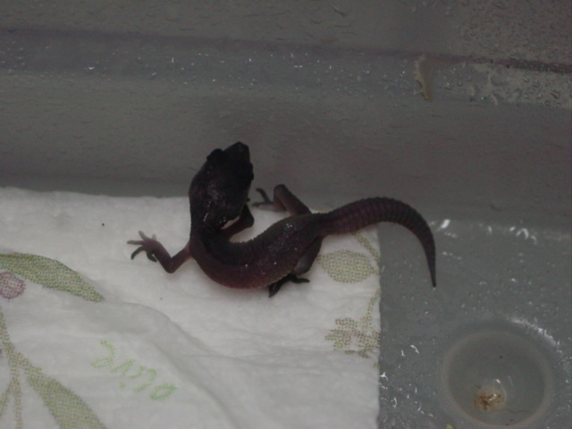 baby midnight leopard geco 2