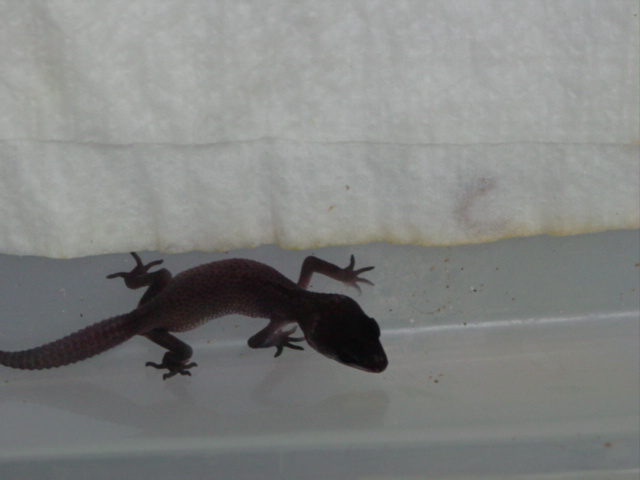 baby midnight leopard gecko