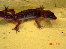 baby dark blizzard