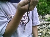 Ringneck1