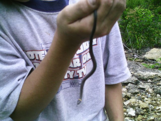 Ringneck1