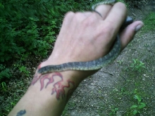 Speckled Kingsnake