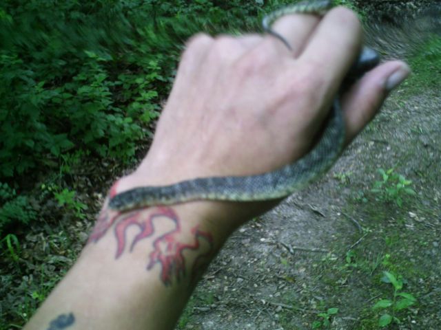 Speckled Kingsnake