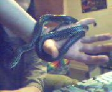 rescued missouri speckled king